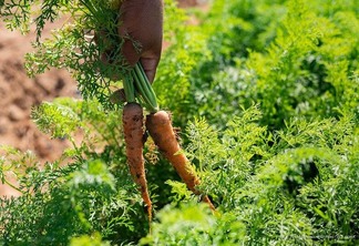 As novidades serão o cultivo de cenoura ,cebola, brócolis e repolho. (Foto: Divulgação)