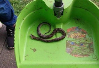 Cobra encontrada dentro da escola (Foto: TCERR)