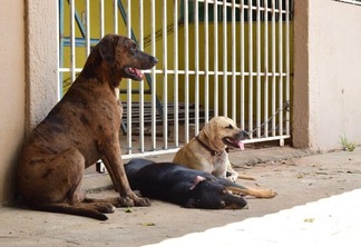 Animais de rua ficam expostos ao frio e a fome - Foto: Nilzete Franco/Folha de Boa Vista