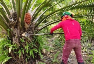 Áreas aptas ao cultivo sustentável da palma de óleo na região Amazônica foram definidas em um trabalho desenvolvido pela Embrapa (Foto: Divulgação)