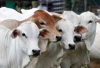 Mucajaí foi o município que mais guiou bovinos para abate. (Foto: reprodução)