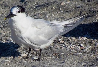 Vírus foi detectado na aves trinta-réis-de-bando em duas localidades diferentes do litoral. (Foto: reprodução)