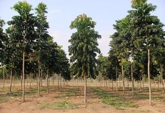 O mogno africano tem características de madeira nobre, com bom retorno financeiro e é a primeira árvore indicada para reflorestamento comercial. (Foto: reprodução)