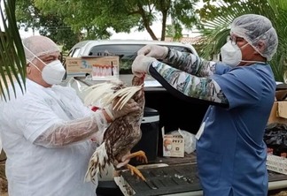 Roraima não registrou casos de gripe aviária (Foto: Ascom/Aderr)