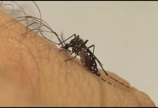 Mais da metade dos bairros tem alto índice para dengue em Boa Vista - Foto: Foto: Fiocruz