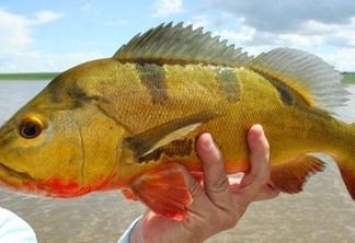 Quase metade dos peixes de Roraima estão contaminados por mercúrio