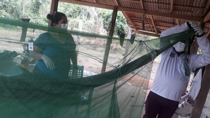 Conhecida por ser uma doença infecciosa febril aguda, a malária é transmitida por meio da picada da fêmea do mosquito do gênero Anopheles darlingi (Foto: Ascom Sesau)