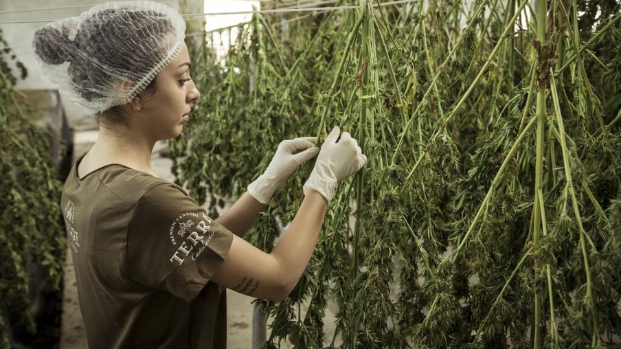 Cultivo da Cannabis, a planta da maconha (Foto: Terre Di Cannabis/Pixabay)