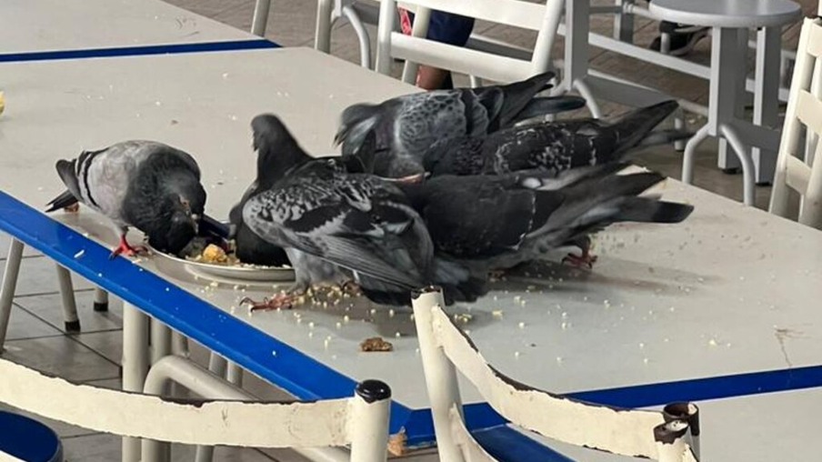 Animais se alimentam de restos de comida em refeitório (Foto: Arquivo Pessoal)