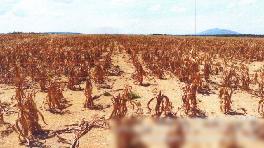 Plantação de milho atingida pela estiagem na comunidade indígena Santa Inês, em Amajari (Foto: Reprodução)