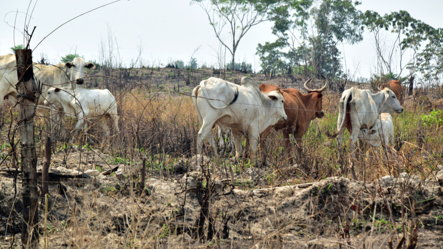 Animais sofrem com a seca em Roraima (Foto: Nilzete Franco/FolhaBV)