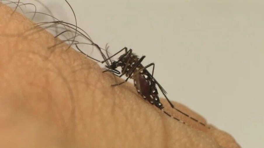 Mosquito é responsável por dengue, chikungunya e Zika vírus. (Foto: Fiocruz)