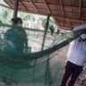 Conhecida por ser uma doença infecciosa febril aguda, a malária é transmitida por meio da picada da fêmea do mosquito do gênero Anopheles darlingi (Foto: Ascom Sesau)