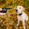 Coleira de choque em animais pode ser proibida em Roraima (Foto: Shutterstock)