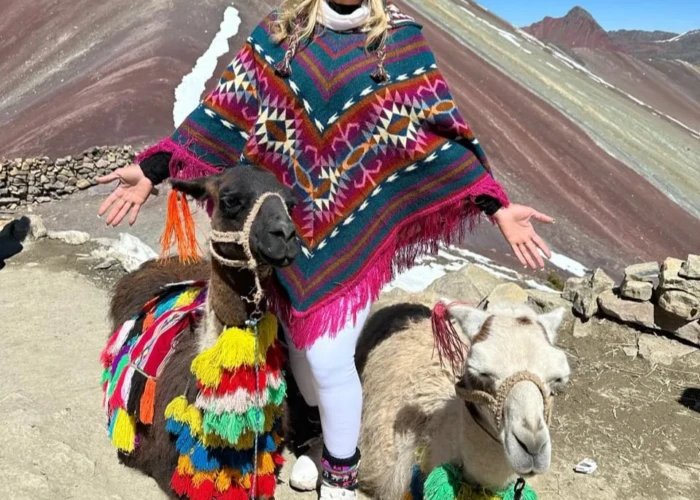 Lhamas da montanha colorida Lhamas da montanha colorida